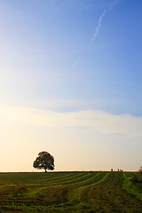 Image showing Idyllic meadow with tree