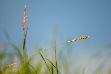 Image showing Lawn