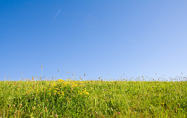 Image showing Lawn