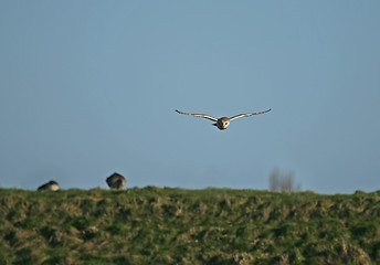 Image showing Barn Owl hunting