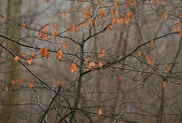 Image showing Beech Leaves dripping