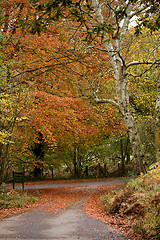 Image showing Beech Tee and Lane in Autumn Fall