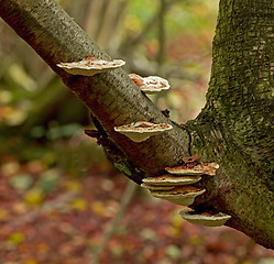 Image showing Bracket Fungi in woodland
