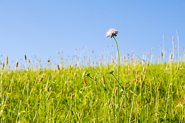 Image showing Lawn