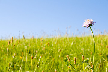 Image showing Lawn