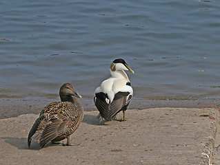 Image showing Common Eider duck pair