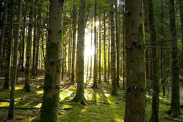 Image showing Beautiful scenery and sunbeams in the forest