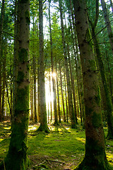 Image showing Beautiful scenery and sunbeams in the forest