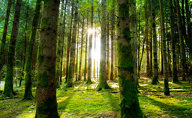 Image showing Beautiful scenery and sunbeams in the forest