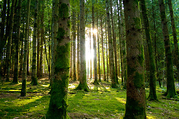 Image showing Beautiful scenery and sunbeams in the forest