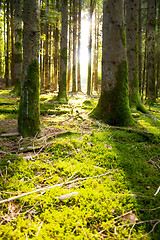 Image showing Beautiful scenery and sunbeams in the forest