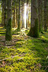 Image showing Beautiful scenery and sunbeams in the forest