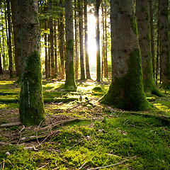Image showing Beautiful scenery and sunbeams in the forest