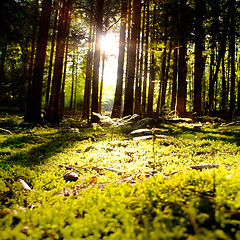 Image showing Beautiful scenery and sunbeams in the forest