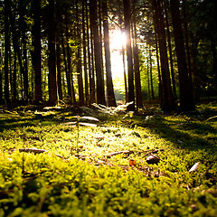 Image showing Beautiful scenery and sunbeams in the forest