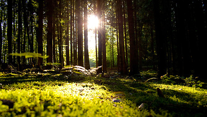 Image showing Beautiful scenery and sunbeams in the forest