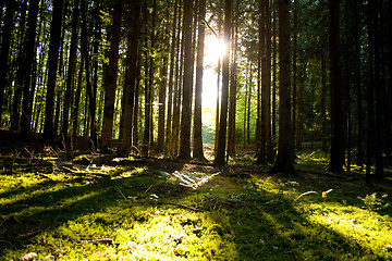 Image showing Beautiful scenery and sunbeams in the forest