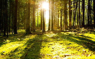 Image showing Beautiful scenery and sunbeams in the forest