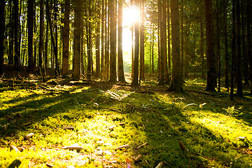 Image showing Beautiful scenery and sunbeams in the forest