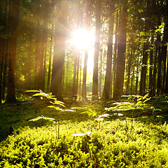 Image showing Beautiful scenery and sunbeams in the forest