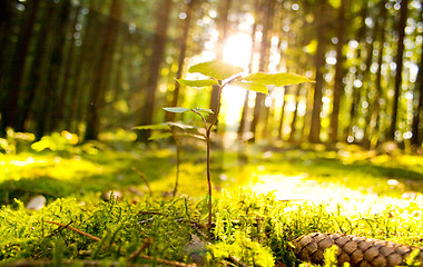 Image showing Beautiful scenery and sunbeams in the forest