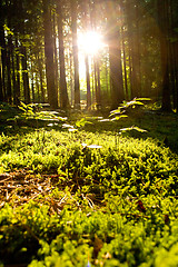 Image showing Beautiful scenery and sunbeams in the forest