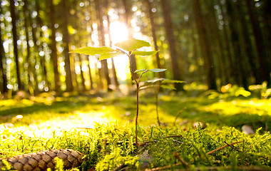 Image showing Beautiful scenery and sunbeams in the forest