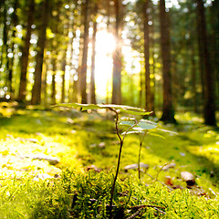 Image showing Beautiful scenery and sunbeams in the forest