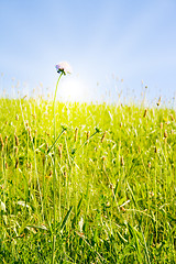 Image showing Idyllic lawn with sunlight