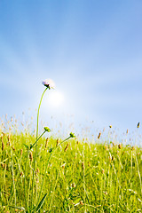 Image showing Idyllic lawn with sunlight