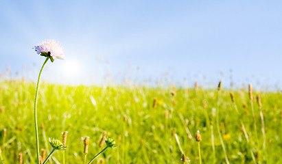 Image showing Idyllic lawn with sunlight