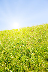 Image showing Idyllic lawn with sunlight