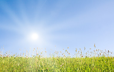 Image showing Idyllic lawn with sunlight