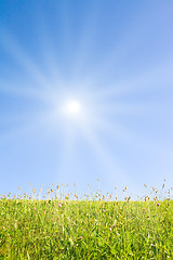 Image showing Idyllic lawn with sunlight