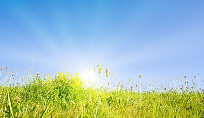 Image showing Idyllic lawn with sunlight