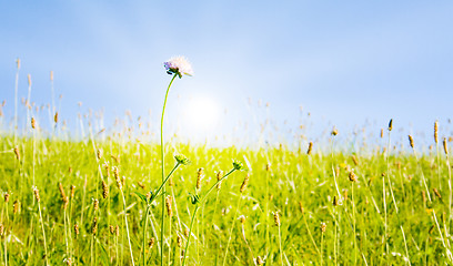 Image showing Idyllic lawn with sunlight