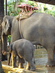 Image showing Elephants in Pattaya, Thailand