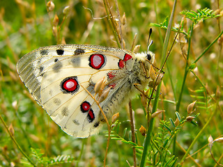 Image showing nomion butterfly