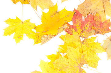 Image showing Maple leaves