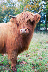 Image showing Highland cow