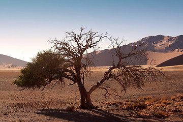 Image showing red dunes of sossusvlei