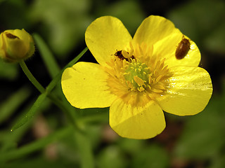 Image showing Vivid Yellow