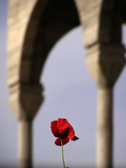 Image showing Lonely poppy