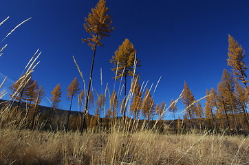 Image showing Larch trees in fall