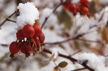 Image showing  berries