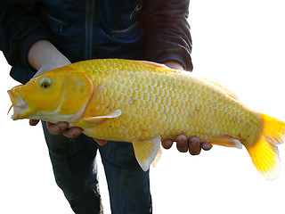 Image showing Koi yellow Carp