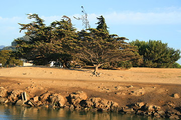 Image showing Trees