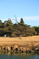 Image showing Trees