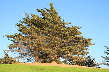 Image showing Trees