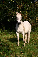 Image showing Grey horse